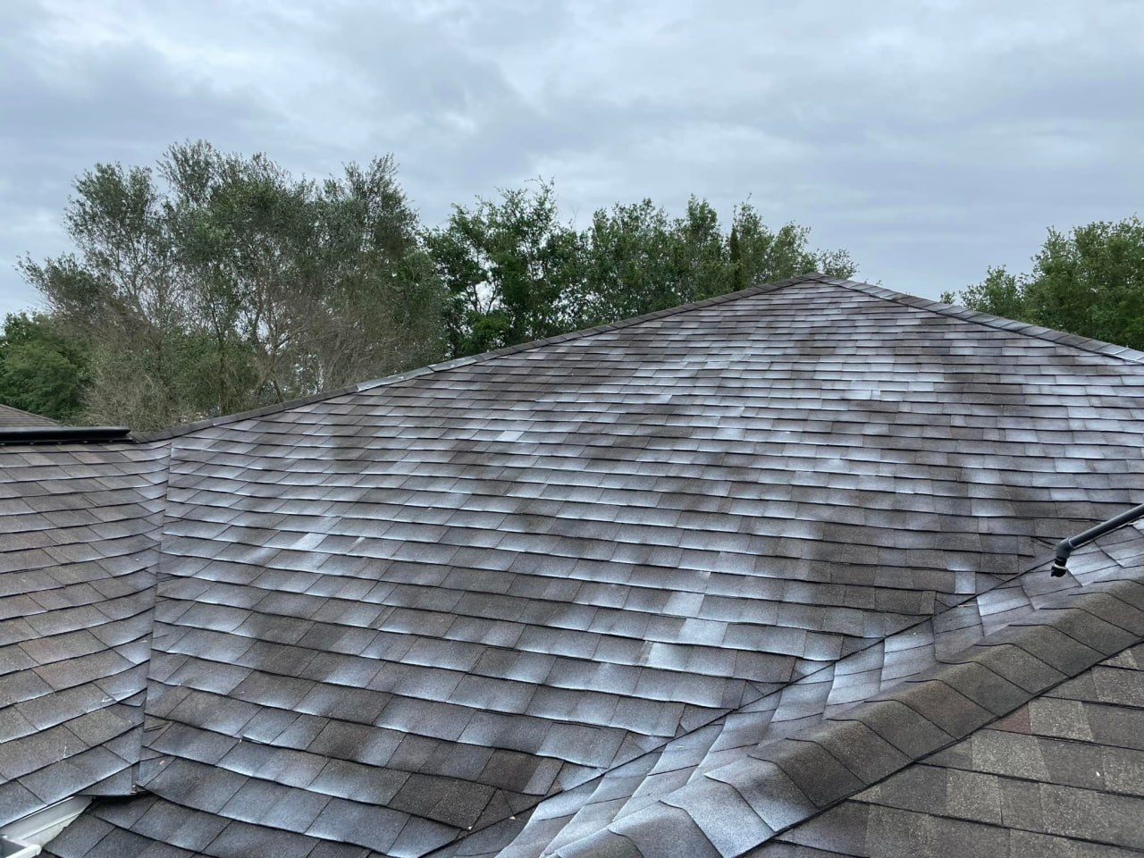 Florida shingle roof after rejuvenation treatment, showing a clean renewed surface suitable for insurance review